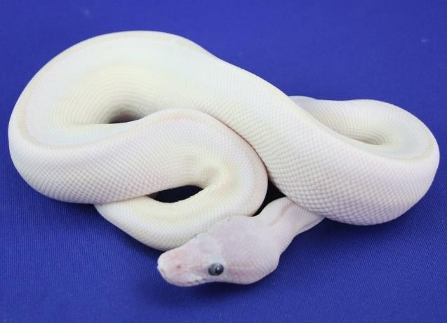 Some of the most exotic sounding morphs are the Blue Eyed Leucistics, Banana Pastel Pied and a Coral Glow Enchi.
