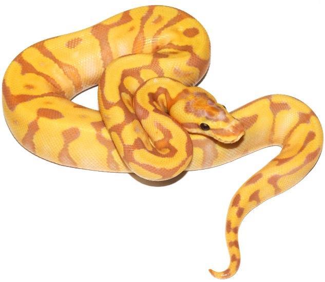 A Brief History of the Royal Python At the beginning of the 1990s, the royal python (Python regius) despite their perfect size and temperament, attractive colors and pattern, were inexpensive and