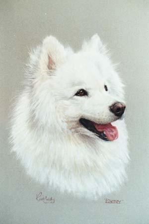 Samcare Report We all know that our Samoyeds love going for a ride in the car, but please take care in these warmer months if you need to leave your dog in the car, even for only ten minutes in the