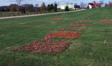 Experiments at Michigan State found that the addition of mulched maple and oak leaves promoted early spring green-up and reduced populations of common dandelion in turf (2).