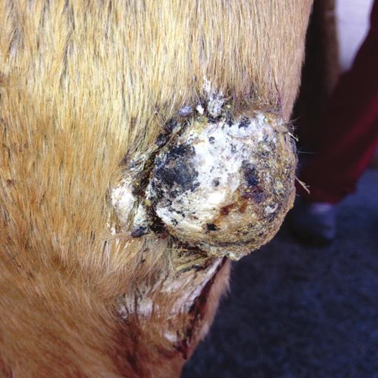 hock. The owner reported a traumatic injury, which occurred about a month before and was treated with a single layer, non absorbable suture and covered with unsuitable bandages.