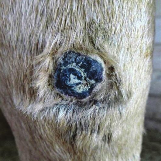 plantar surface (Figure 1a). Apart from that, the horse was in good health, alert, responsive, and no lameness was observed. The skin lesion was sharply excised on the standing, sedated horse.