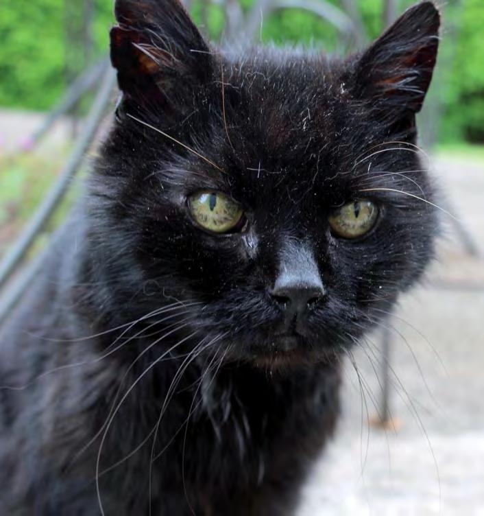 news...news...news...news...news...news...news... In Memory of The Bear 1995-2016 photo: Tom Cox The Bear was an incredible cat who lived with the author Tom Cox.