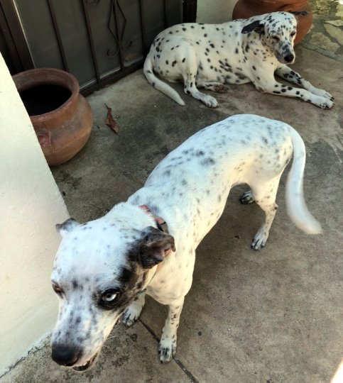 ! Remember when your rescue Dalmatian came home with you, from the warmth of a loving foster family? If we hadn t had foster homes, you probably would not have gotten YOUR dog.