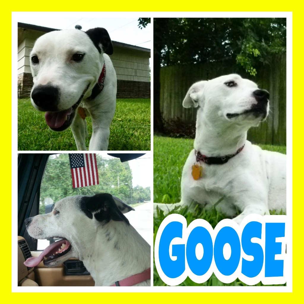 In The Doghouse Our Featured Dalmatians 2 Years Old, Black Spayed Female Reason Available: Owner Surrender Foster Home: Colorado Springs, CO Goose Goose who names a pretty dog Goose?