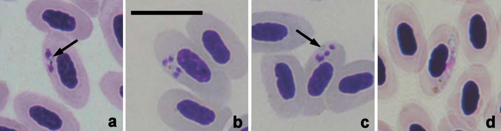 1220 Parasitol Res (2008) 103:1213 1228 Fig.