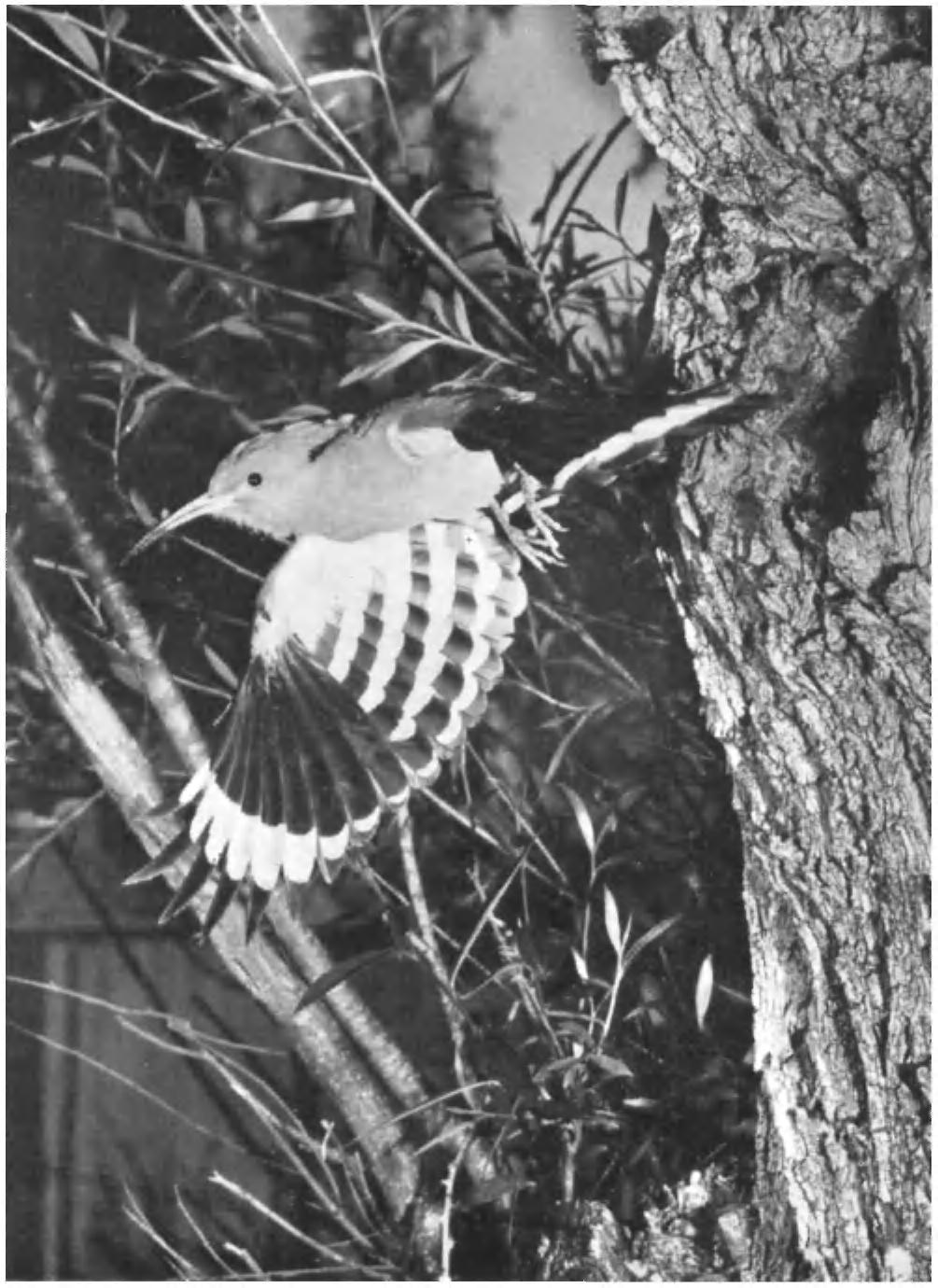 PLATE 49 ADULT HOOPOE (Upupa epops) FLYING FROM NEST-IIOLE CAMAKGUE, SOUTH FRANCE, MAY 1953 The exact replica of the barring on the upper wing is to be seen from below, and the way these marks are