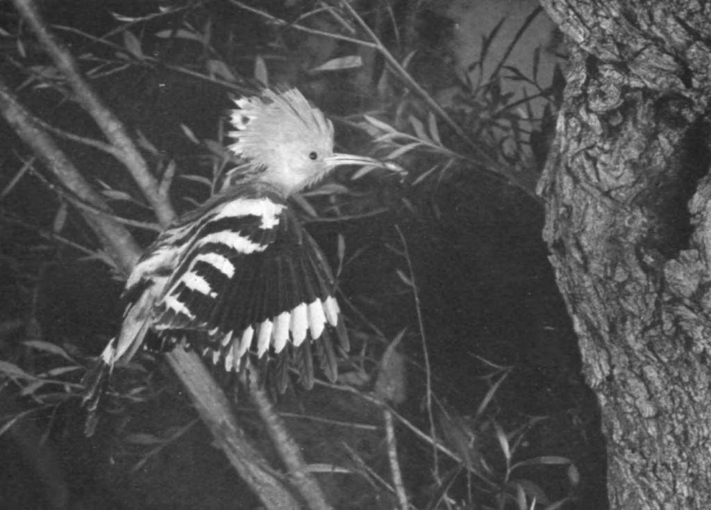 PLATE 51 ADULT HOOPOE (Upupa epops) FLYING TO NEST-HOLE : CAMARGUE, SOUTH FRANCE, MAY 1953 Here the crest has been almost completely raised as the bird approaches the