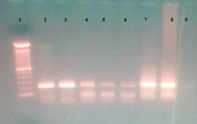 Fig 3: PCR result showing (1) 100 bp DNA marker, (2) 223 bp Brucella positive control (3-7) Positive samples showing bands at 223bp (8) Positive control, (9) Negative control. 4.