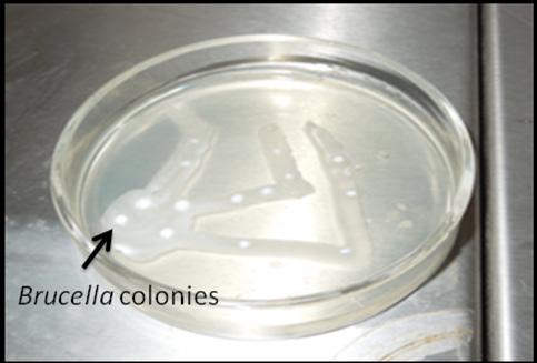 Seroprevalence of brucellosis in buffaloes in North India Isolation and characterization of Brucella spp.