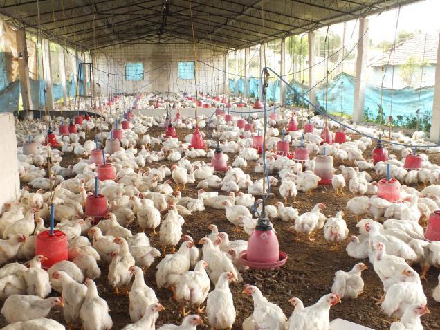 Chicken and up to certain extent, ducks are kept for commercial production of both eggs and meat. Turkey, guinea fowl, geese and others are maintained for meat.