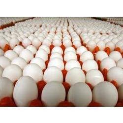 entrepreneurs and farmers of eggs produced in India obtain 70% to 75% of the consumer rupees. This change came by the work of Dr. B.V. Rao the Father of Modern Poultry in India.