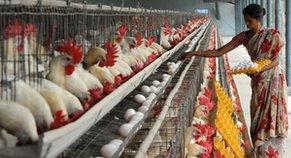 poultry biological, feed analytical and disease diagnostic labs.