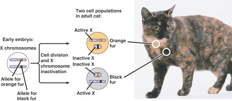 X-inactivation in Female Mammals Female mammals inherit two X chromosomes, but one X in each cell becomes almost completely inactivated during embryonic development.