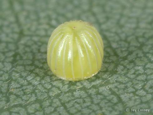 Eggs formed in the body of the female, laid externally.