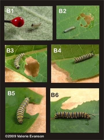 Larvae (caterpillar): 2 weeks- Eat egg shell when hatched. Feed on plants (mostly)-part of plant may depend on life stage.