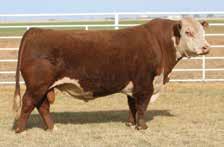 04 156 233 98 Anastasia was the 2015 NWSS Champion Polled Hereford Female and is one of the top donors at Barber Ranch.