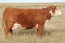 Barber Ranch offered a set of four Catapult x Anastasia embryos (full sibs to the 2018 JNHE Champion B&O Heifer) in our October 30th SmartAuction and they sold for $5,000 per embryo.