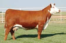 The pedigree of these offspring will combine our Sooner x Gabrielle bloodline with Sensation and a double shot of LCC Two Timin (once on the top and once on the bottom side of the pedigree).