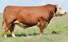 She is homozygous polled and a full sister to AH JDH Munson 15E. Her EPD profile is outstanding with CHB$ in the top 1% of the breed.