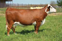 This young donor female has already proven herself and the buyer of this embryo package will be one of the first to have a shot at this exceptional mating opportunity to our up and coming sire H
