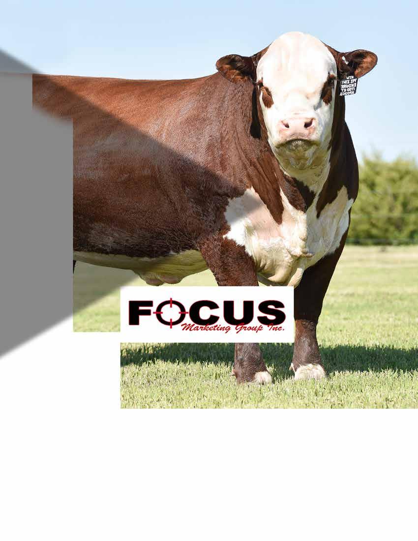 LEADING YOUR OPERATION TOWARD GROWTH & SALES Our Mission: Focus Marketing Group, is your full service livestock marketing agency.