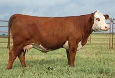 SHF Oksana 001A D03 ET CE 13.8; BW -1.0; WW 61; YW 102; REA 0.58; MARB 0.35; CHB$ 132 SHF Lacy T57 A278 Dam of one of the top bulls in our pen CE 5.2; BW 2.1; WW 57; YW 90; REA 0.