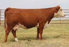 37; CHB$ 108 2 Right to Flush Once again Sandhill Farms is offering the opportunity to flush any cow in their herd.
