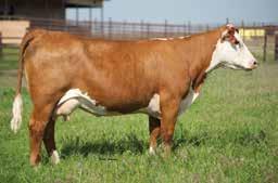 This is the only time SHF offers the chance to purchase a flush, and your only chance to purchase female genetics outside of their March production sale.