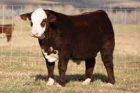 035 0.55-0.02 411 483 114 Churchill Red Baron 8300F ET Homozygous polled and a rising star in the Churchill program!