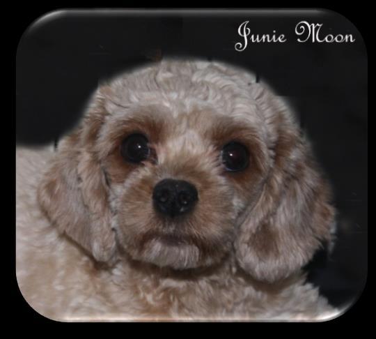 Junie Moon s XS CavaPooChon F1-b Puppies (~ 10 lbs.
