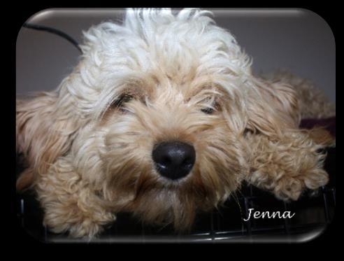 Jenna s CavaPooChon F1-b Puppies (~ 15 lbs.