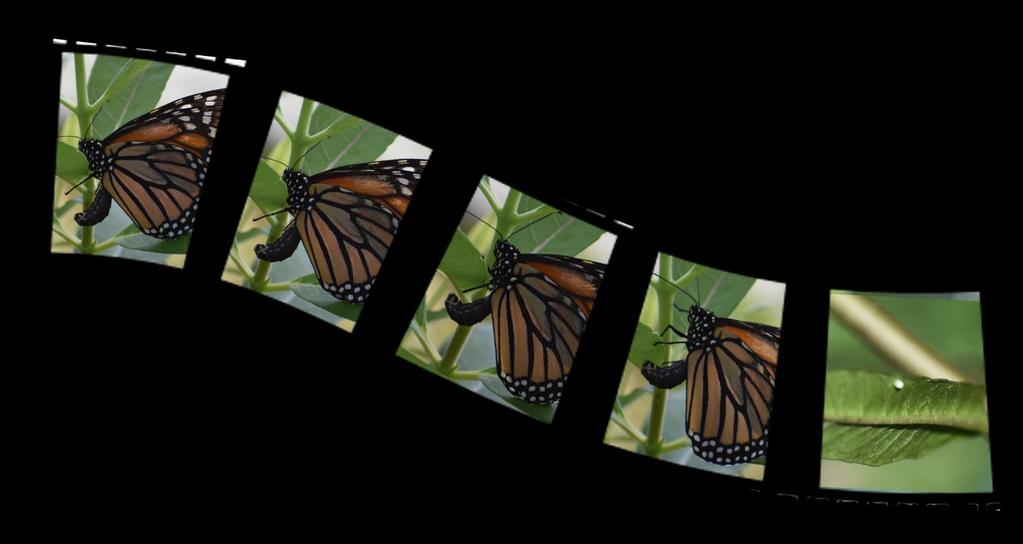 Butterfly Field Day Multiple Educational Stations Visit Our Butterfly Tent Monarch biology & Conservation Start
