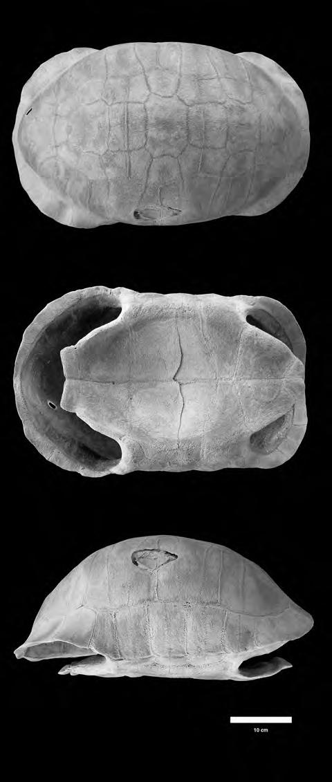 FRANZ AND FRANZ : New Fossil Land Tortoise in the Genus Chelonoidis 9 Figure 2. Shell of the fossil tortoise Chelonoidis alburyorum, holotype, T1 (UF 225400), from Sawmill Sink, Abaco, The Bahamas.