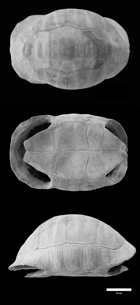Abaco, The Bahamas. Dorsal, ventral, and lateral views. Scale = 10cm. Figure 4.