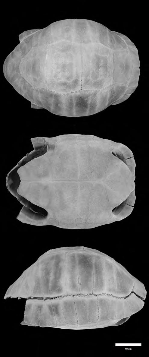 1 2 BULLETIN FLORIDA MUSEUM NATURAL HISTORY VOL. 49(1) Figure 5. Shell of the fossil tortoise Chelonoidis alburyorum, paratype, subadult, T4 (NMB), from Sawmill Sink, Abaco, The Bahamas.