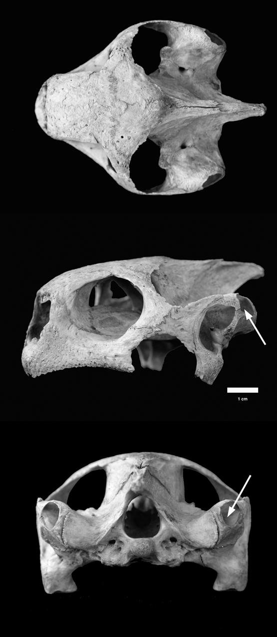 FRANZ AND FRANZ : New Fossil Land Tortoise in the Genus Chelonoidis 23 Figure 13.