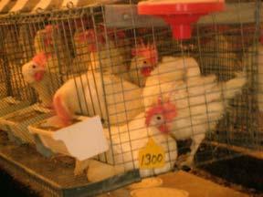 Animal Industry Report 2009 Table 1. Effect of molt diet (FW, SH, WH) on the postures and behaviors of the laying hen during and post-molt.