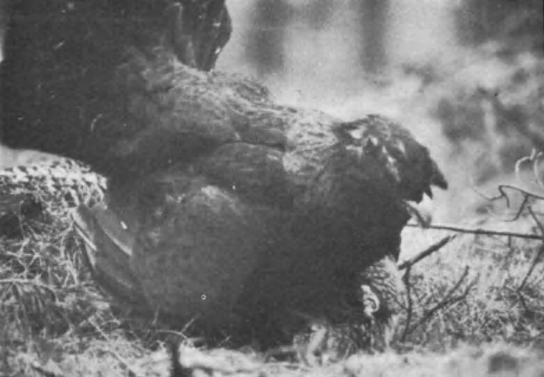 446 Why are Capercaillie cocks so big? 225. Capercaillies Tetrao urogallus, copulation, Grampian, May 1977 (C. R. Knights & T.