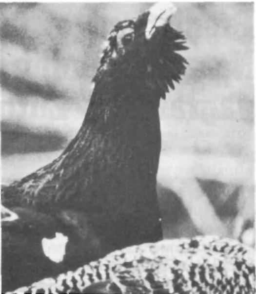 Why are Capercaillie cocks so big?