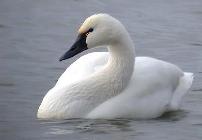 State of Connecticut Department of Energy & Environmental Protection (2013) Three species of swans are currently known in Indiana Only the mute swan breeds in Indiana.