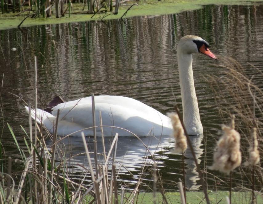 Reproduction: Mute Swans are not paired for life. Breeding begins in March or Early April. The nests are built above the normal water level in swampy places near a pond or lake.