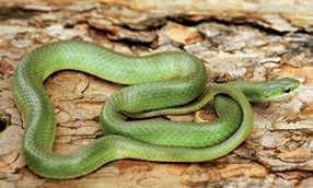 Smooth Greensnake Suzanne L. Collins Smooth Greensnake (Opheodrys vernalis) S i z e : Length in Kansas up to 26 inches. D e s c r i p t i o n : Harmless.