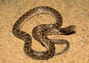 Chihuahuan Nightsnake Suzanne L. Collins Chihuahuan Nightsnake (Hypsiglena jani) Species in Need of Conservation S i z e : Length in Kansas up to 16 3 16 inches. D e s c r i p t i o n : Harmless.