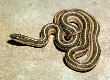 Lined Snake
