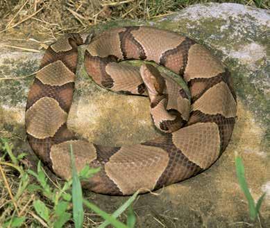 Broad-banded Copperhead /