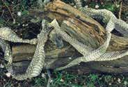 Unless Prairie Kingsnake eggs Bob Gress otherwise exempt (under 16 or over 65 years of age for example), a current Kansas hunting license is required for collecting and maintaining harmless snakes in
