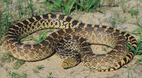 Gophersnake Bob Gress A Note on Taxonomy Common names used in this pocket guide follow those used in: (Crother, B.