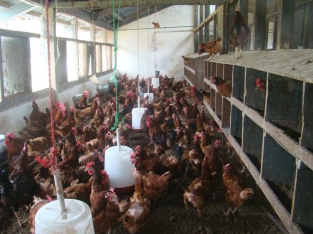 College of Veterinary and Animal Sciences, CSK Himachal Pradesh Krishi Vishvavidyalaya, Palampur under the aegis of All India Coordinated Research Project (AICRP) on Poultry Breeding is proposing