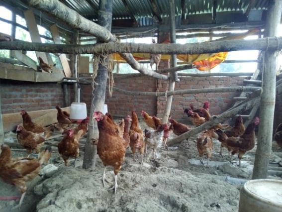 After coming in contact with AICRP on poultry breeding, (Rural unit) Palampur, it was found that he is interested to diversify his agriculturist activities.